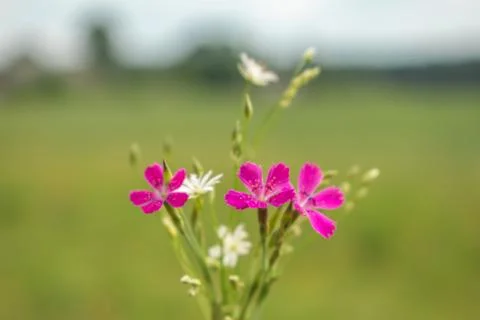 A small bouquet 스톡 사진