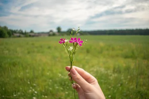 A small bouquet 스톡 사진