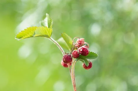 Small bouquet of wild strawberries on branch with leaves. selective focus Stock Photos