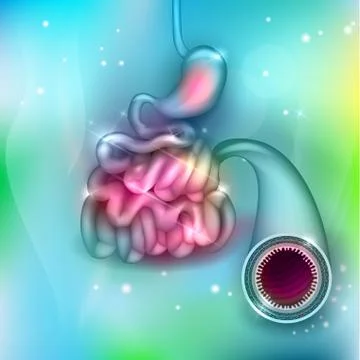 Small bowel and stomach Stock Illustration