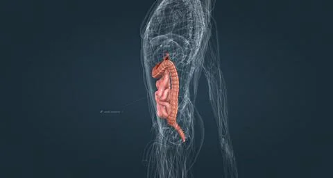 The small bowel connects to the large bowel, also called the large intestine or Stock Illustration
