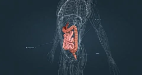 The small bowel connects to the large bowel, also called the large intestine or Stock Illustration