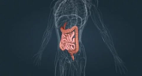 The small bowel connects to the large bowel, also called the large intestine or Stock Illustration