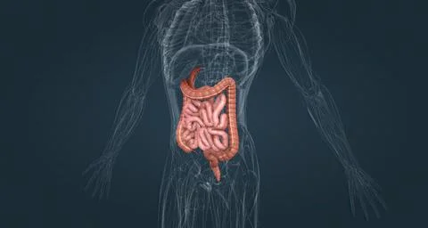 The small bowel connects to the large bowel, also called the large intestine or Stock Illustration