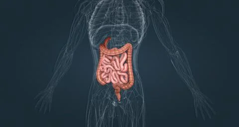 The small bowel connects to the large bowel, also called the large intestine or Stock Illustration