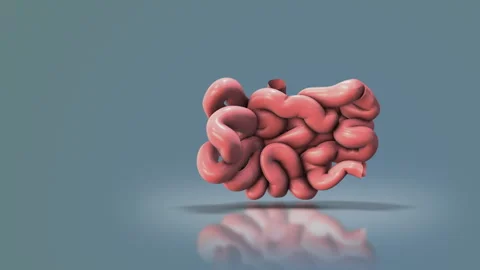 The small bowel or small intestine Stock Footage 266791492