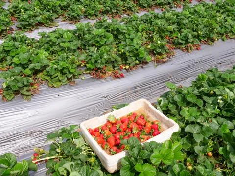 Small box of fresh picked Strawberries in a field Stock Photos