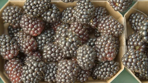 Small boxes with blackberries  / Top Shot Vídeos de archivo 124079732