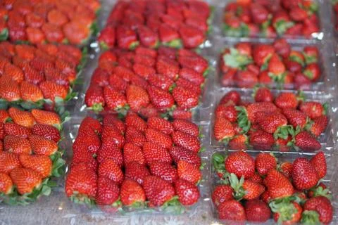 Small boxes of ripe red freshly picked strawberries ready for sale on Local m Stock Photos