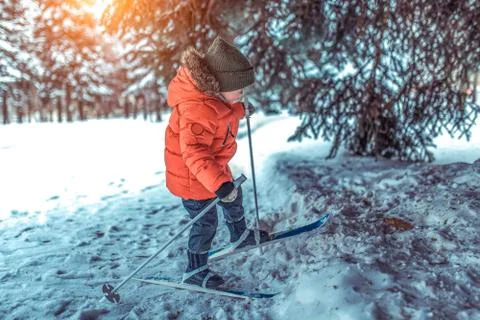 A small boy of 4-6 years old walks in children's skis under Christmas tree, in Stock Photos