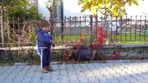 Small boy and small dog on a walk, Crystal child Stock Footage 70818288