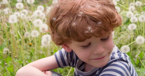 Small Boy in Dandelions 4K Stock Footage 50138425