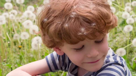 Small Boy in Dandelions HD Stock Footage 50139565