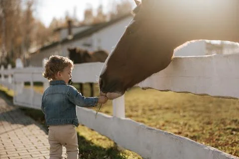 A small boy in a denim jacket feeds a horse a carrot on a sunny ranch Stock Photos