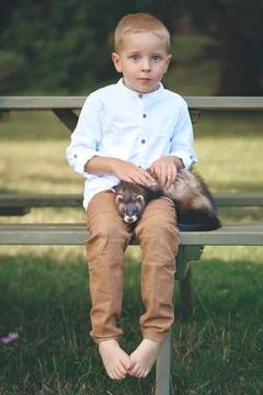 Small boy dressed in shirt posing on bench with ferret in summer camp Stock Photos