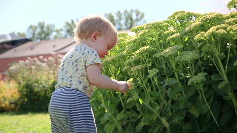 A small boy examines the greenery Stock Footage 137168890