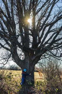 A small boy hugging big old tree Stock Photos