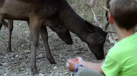Small boy looking at and feeding deers Stock Footage 27848682