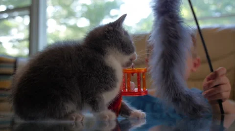 Small Boy - Playing with Kitten Cat Vídeo Stock 63397387