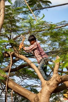 Small boy prunning a tree with an axe by the side of the road in Siem Reap Ca Stock Photos