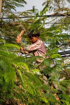 Small boy prunning a tree by the side of the road in Siem Reap Cambodia Stock Photos