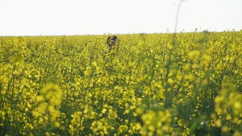 Small boy running cheerily in a rapeseed field on a sunny day in summer in slo Stock-Footage 107902860