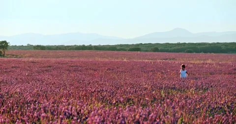Small boy running through Lavender field Vidéo 247341951