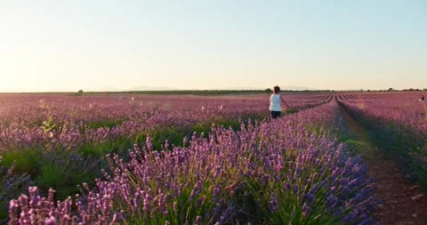 Small boy running through Lavender field Video stock 247342185