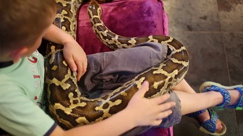 Small boy sitting on sofa with big snake on his legs and touching it. Stock Footage 70627594