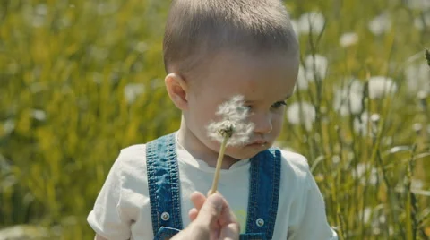 Small boy touches the dandelions Stock-Footage 66952953