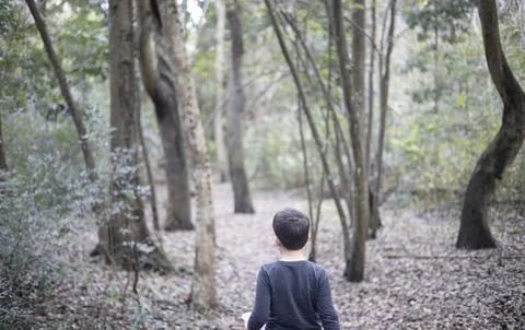 A small boy walking in a magical forest at fall, leaves all around Stock Photos