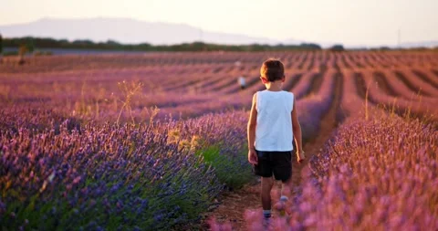 Small boy walking through Lavender field Vidéo 247287752