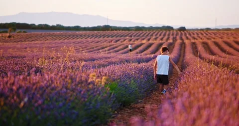 Small boy walking through Lavender field Vidéo 247287783
