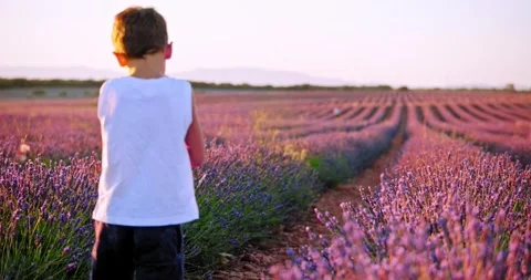 Small boy walking through Lavender field Vidéo 247407057