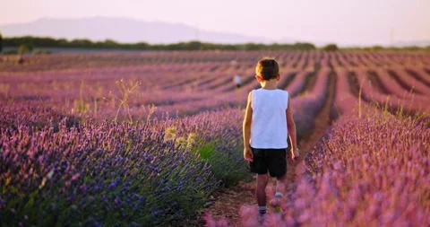 Small boy walking through Lavender field Video stock 247407084