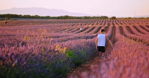 Small boy walking through Lavender field Vidéo 247407126