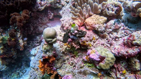 A small brain coral grows next to a tunicate or sea squirt on a coral reef. Stock Footage 302259937