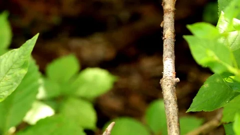 Small Branch Background Stock Footage 77457899