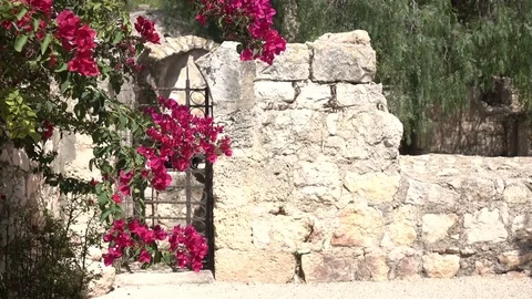Small Branch of Blossoms Blowing Gently in Wind in Front of Small Gate Видео 78550125