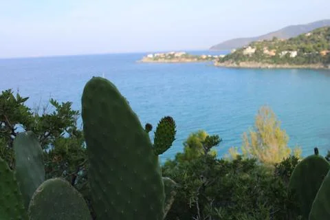 Small branch on a cactus Stock Photos
