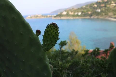 Small branch on a cactus Stock Photos