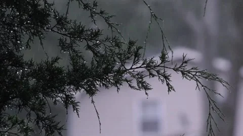A small branch of an evergreen pine tree being drenched in rainfall Video stock 339100984