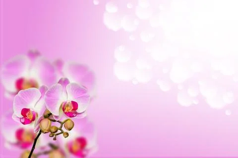 Small branch of gentle orchids on gradient bokeh Stock Illustration