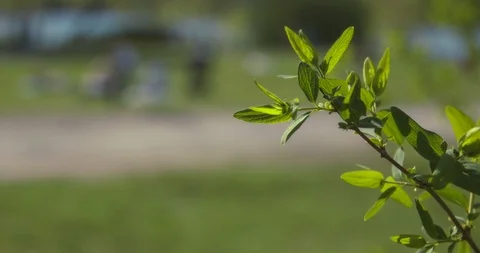 Small branch with green coloured leafs in a summertime park in Stockholm. Slow Stock Footage 94498169