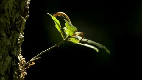 A small branch growing from a trunk Stock Footage 73890302