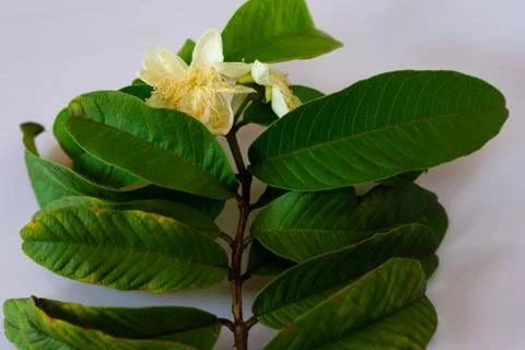 A small branch of guava tree Stock Photos