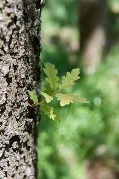 A small branch that has sprouted on the trunk of an oak tree. Stock Photos