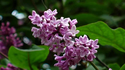 A small branch of lilac swaying in the wind. Stock Footage 68725170