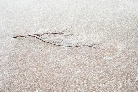 Small branch on the sand Stock Photos