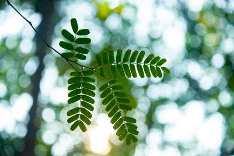 Small branch of Tamarind Stock Photos